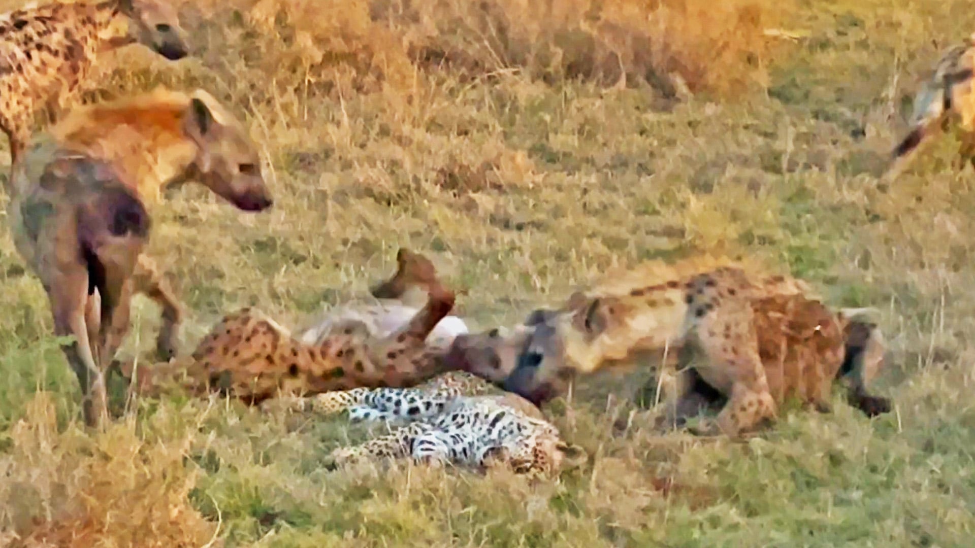 Hyenas Roll All Over A Leopard