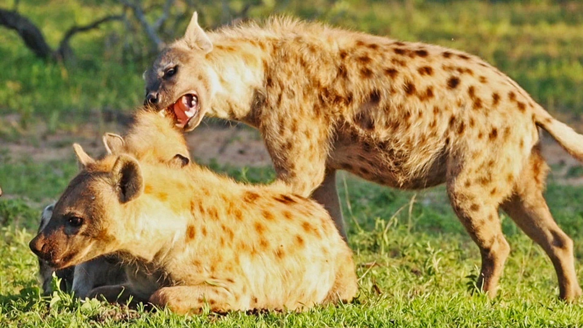 Hyena Cubs Play Tag With Each Other