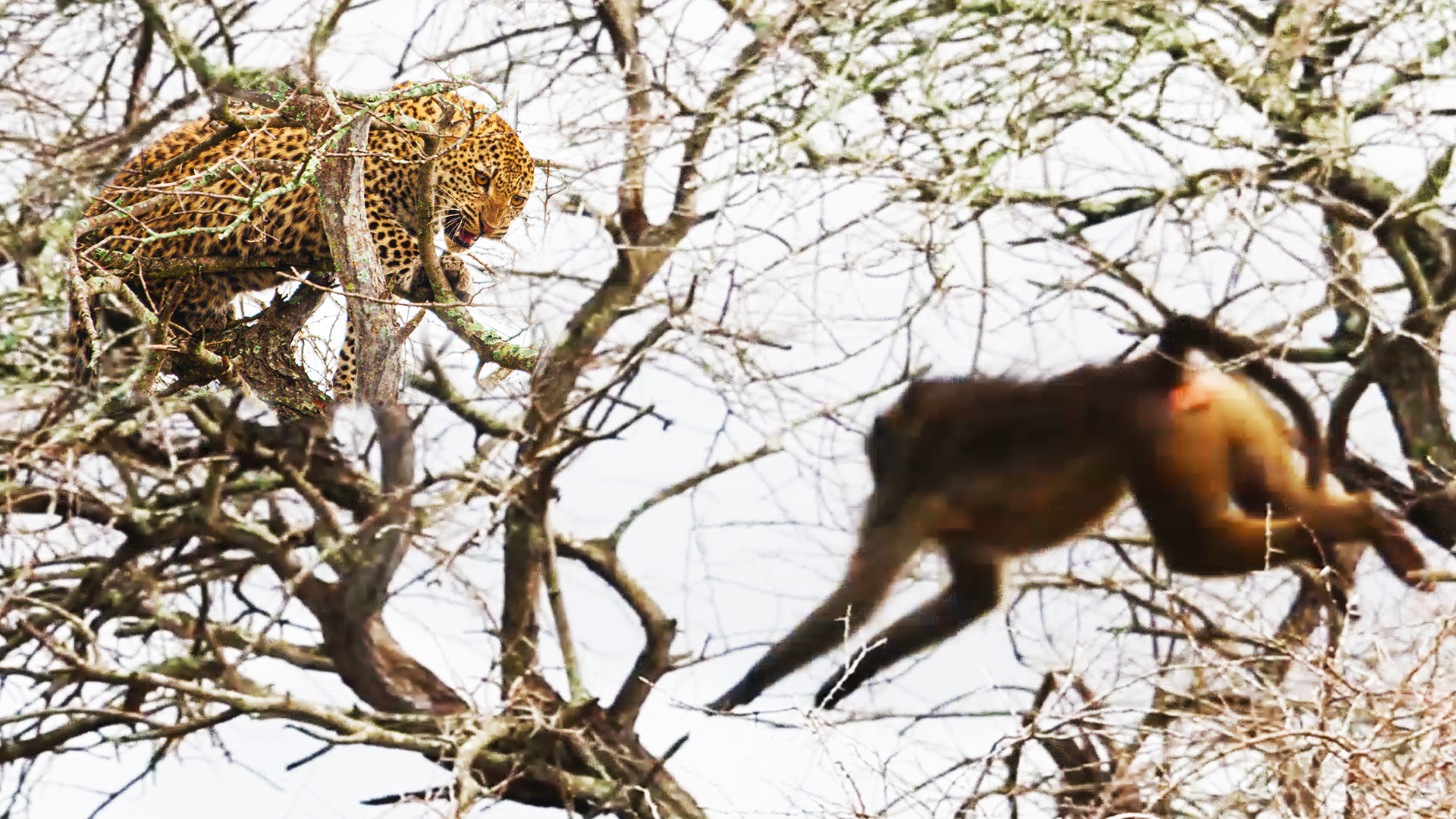 Lone Leopard Gets Cornered In A Tree By A Troop of Baboons 