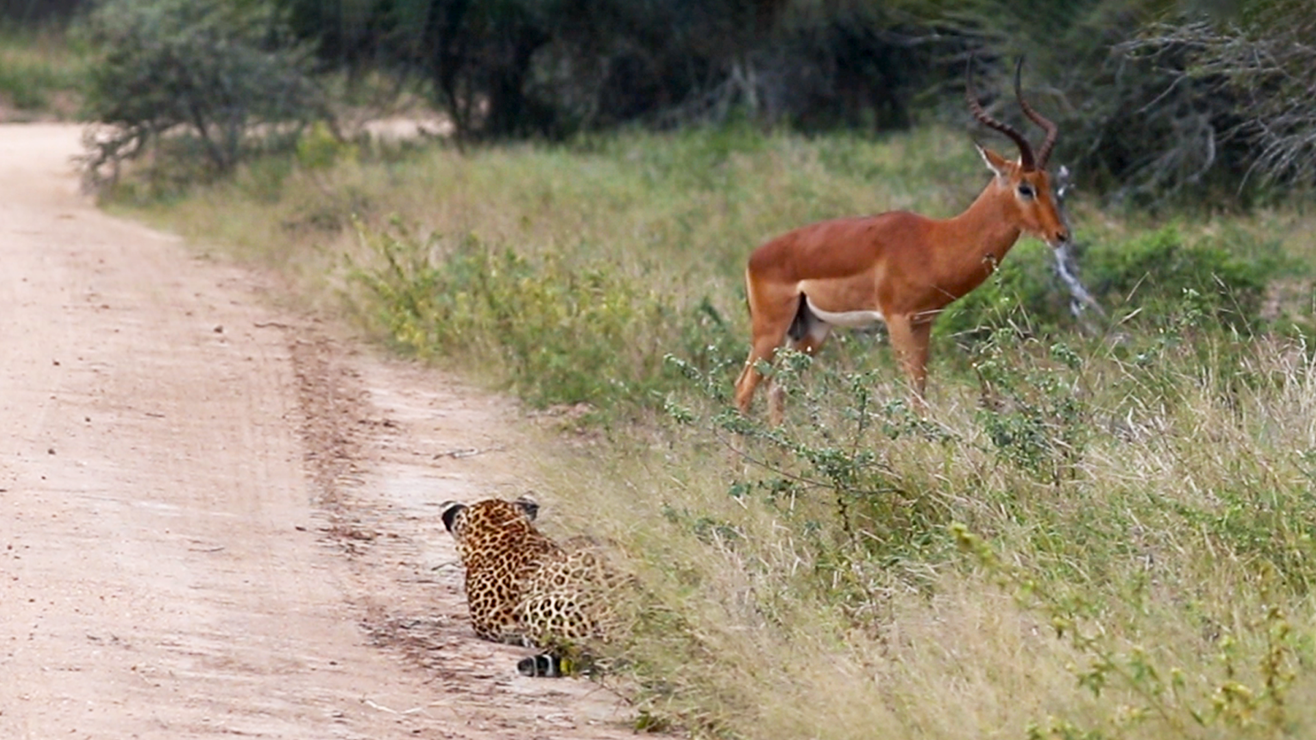 Leopard In the Road Ambushes Impala