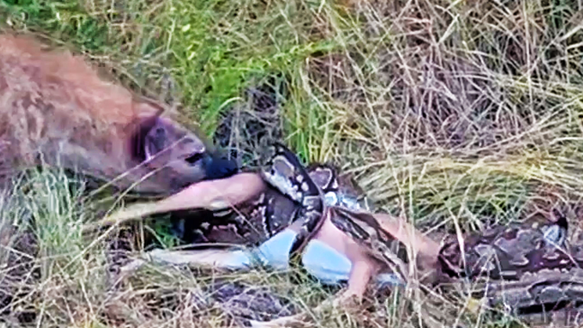 Hyena Tries To Steal an Impala From a Python