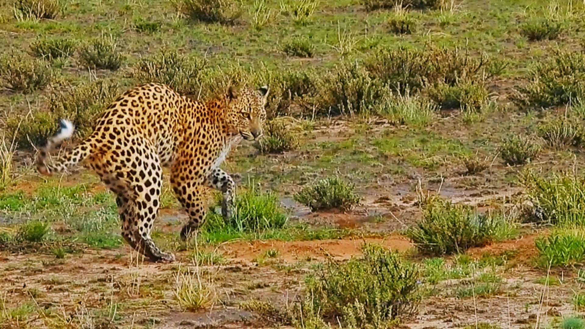 Leopard Tiptoes to Avoid Water 