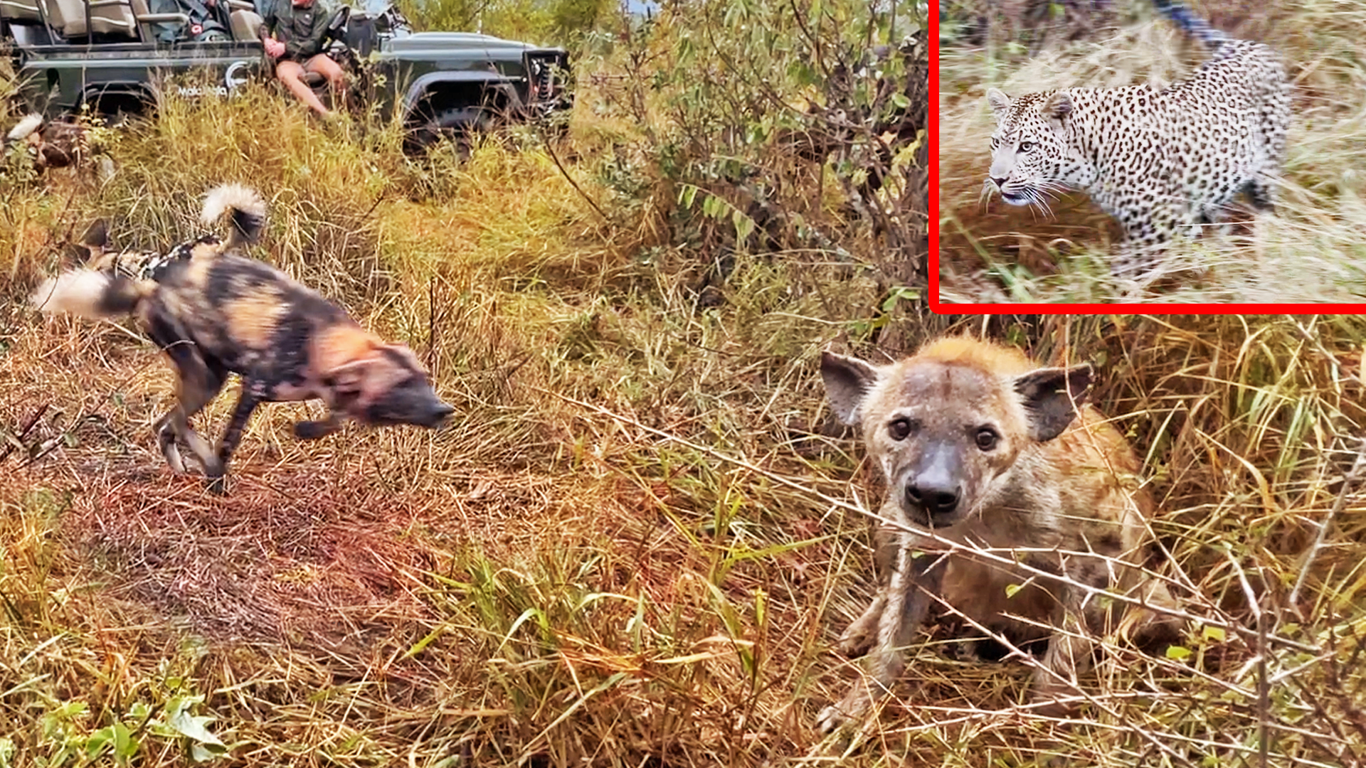 Leopard And Hyena Try to Steal From Wild Dogs