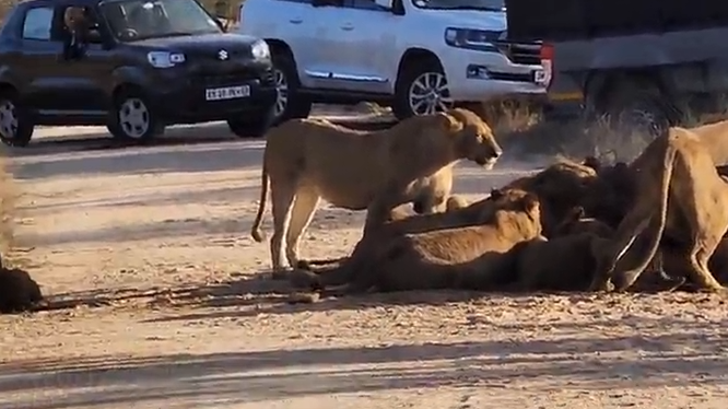 Entire Lion Pride Eat Buffalo In The Road