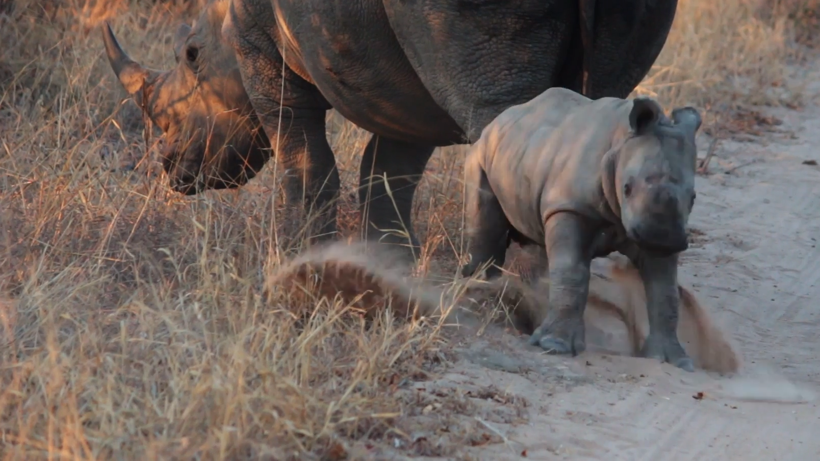 Baby Rhino Gets The Zoomies in the Road