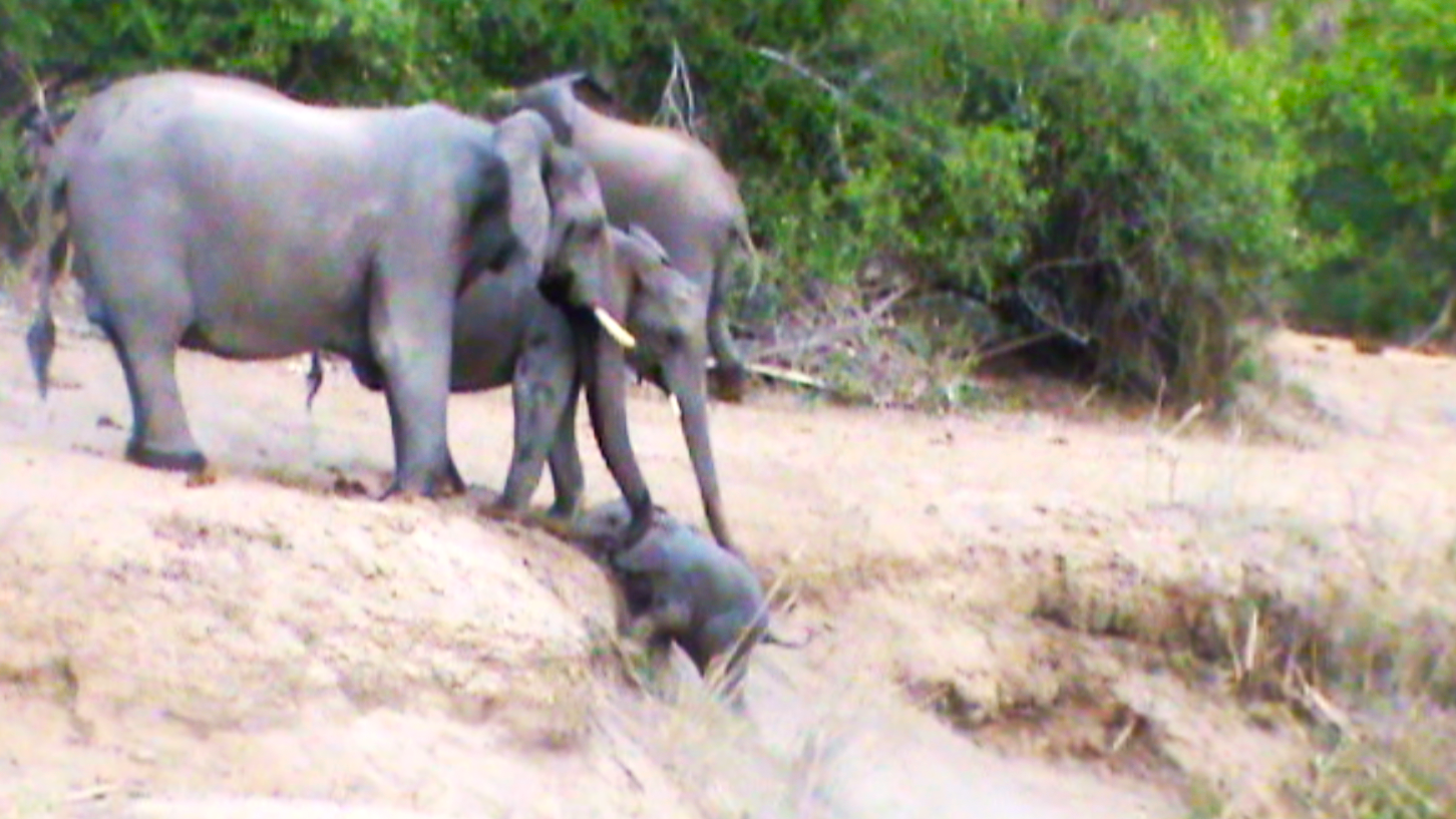 Elephants Help Calf That Can’t Get Up the Ridge