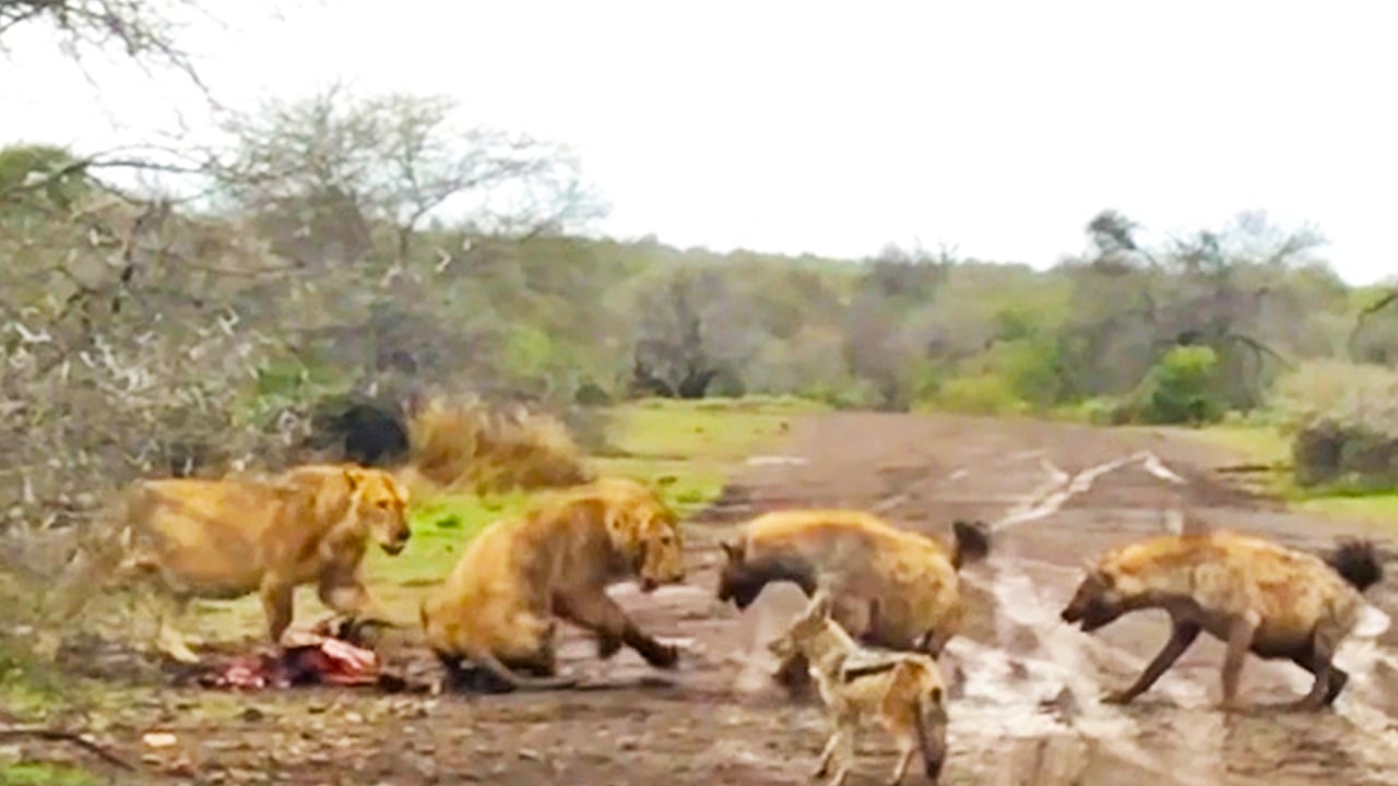 Hyenas On The Road Try To Steal From a Lions