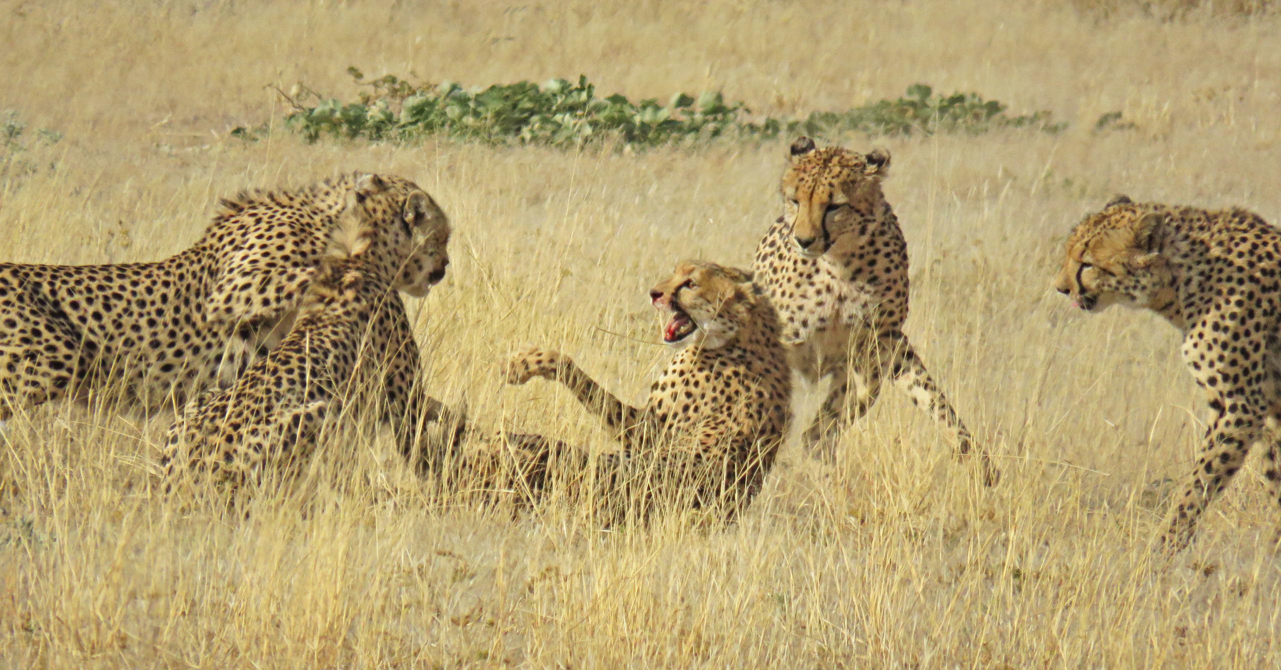 4 Male Cheetahs Attack 1 Lone Female