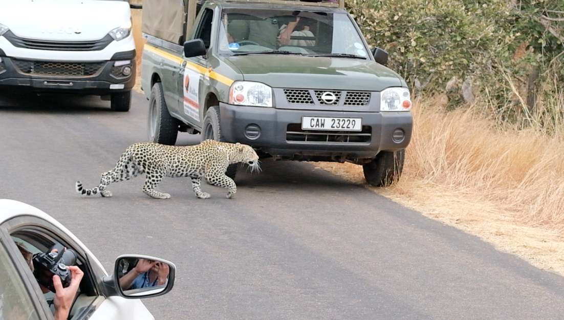 Leopard Cub Makes Its First Catch 
