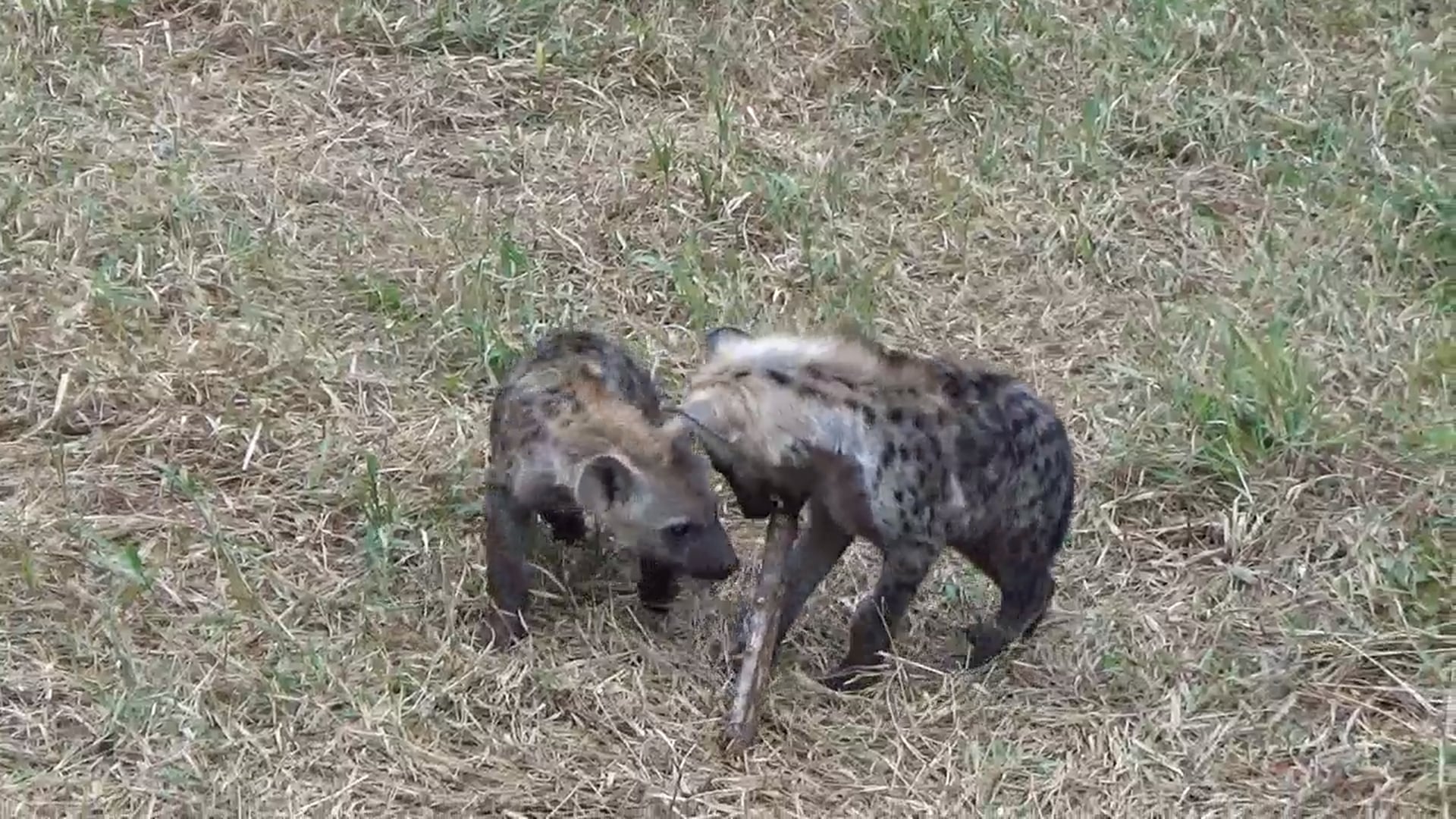 Hyena Cubs Fight Over a Stick