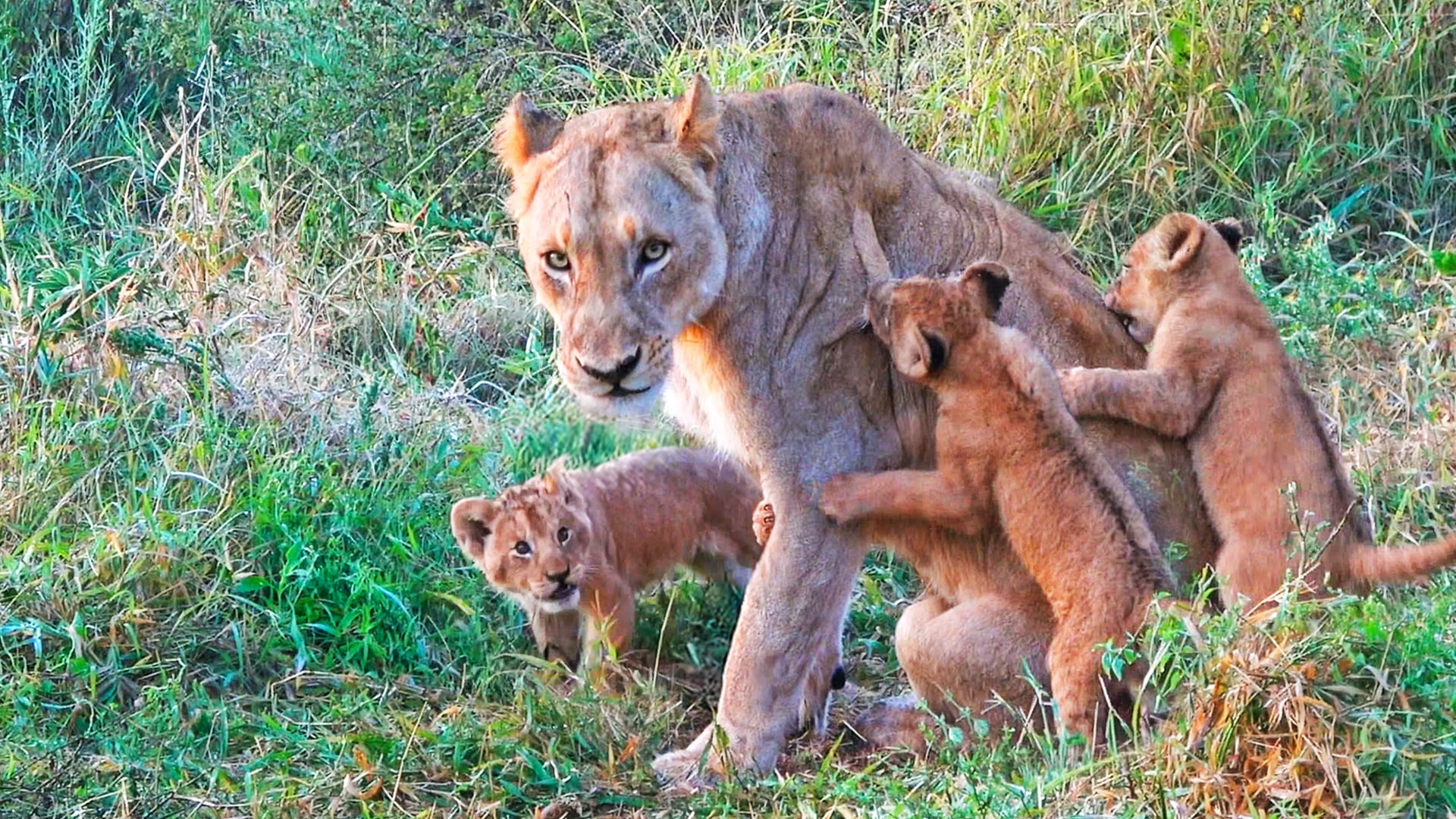 8 Tiny Lion Cubs Test Their Mom’s Patience 