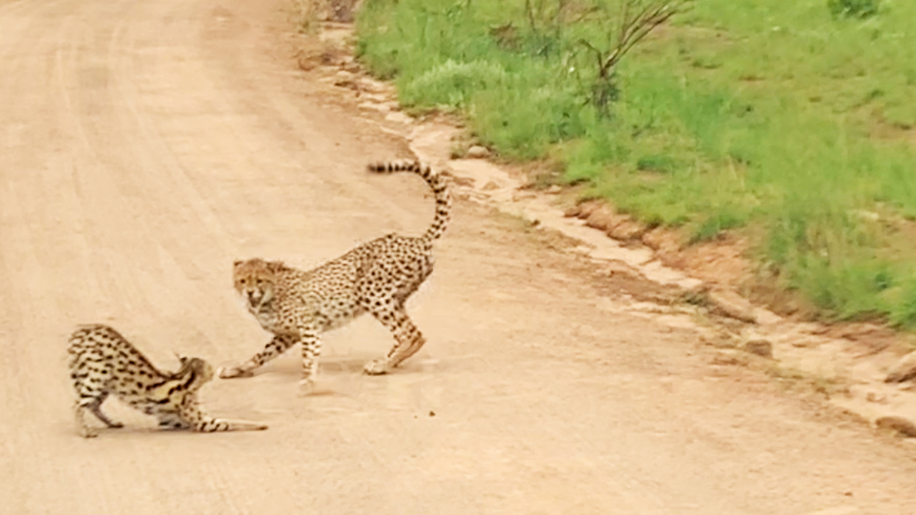 Cheetah And Serval Stand Off In the Road 