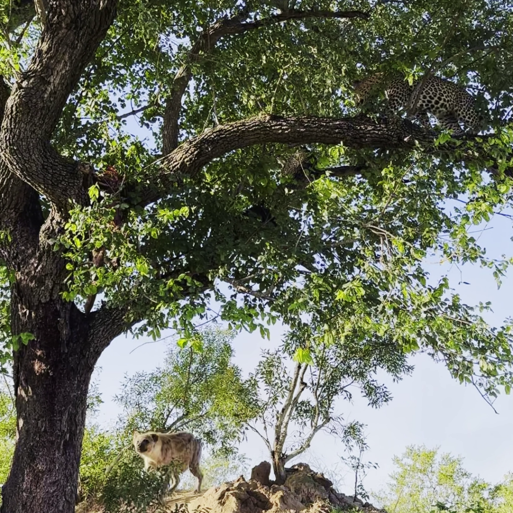 Hyena Goes Flying To Catch a Leopard In a Tree