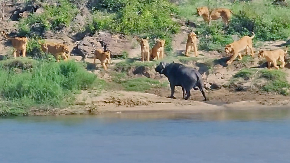 Lone Buffalo Takes On Entire Lion Pride