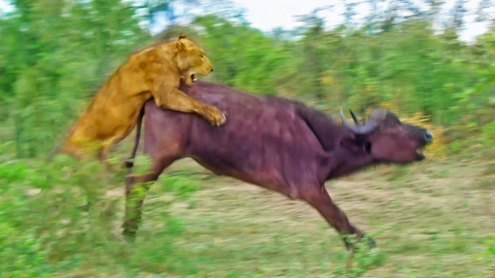 Buffalo Sprints To Escape From Lions