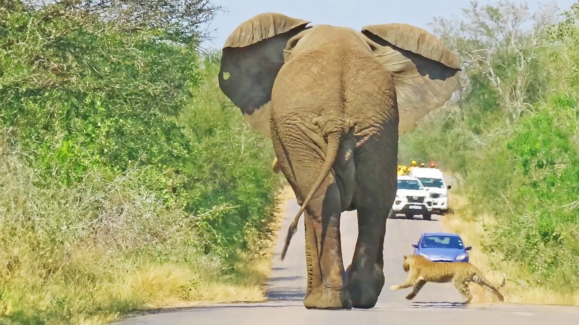 Elephant Follows A Leopard Off The Road