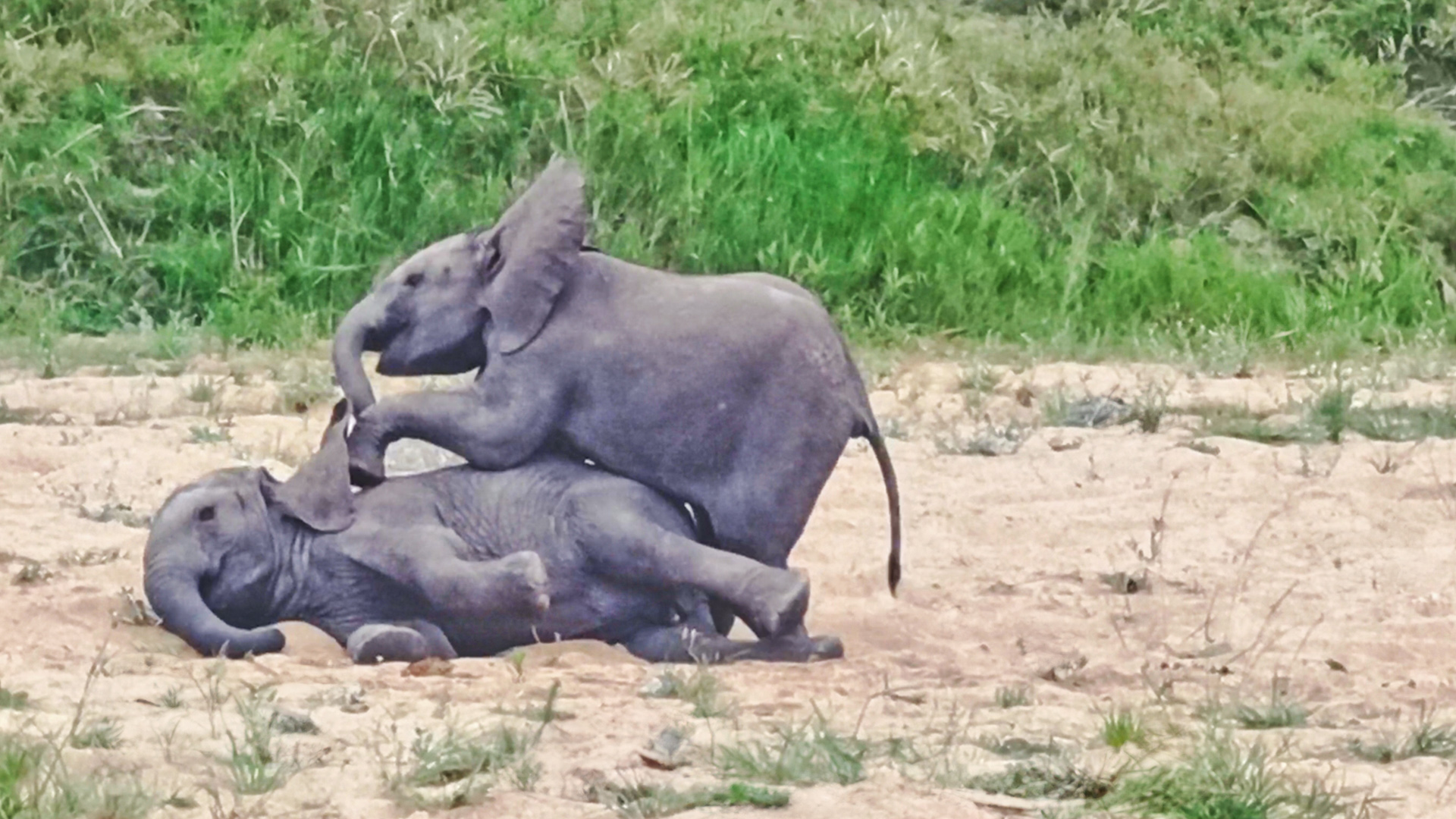 Baby Elephants Tumble in a Riverbed 