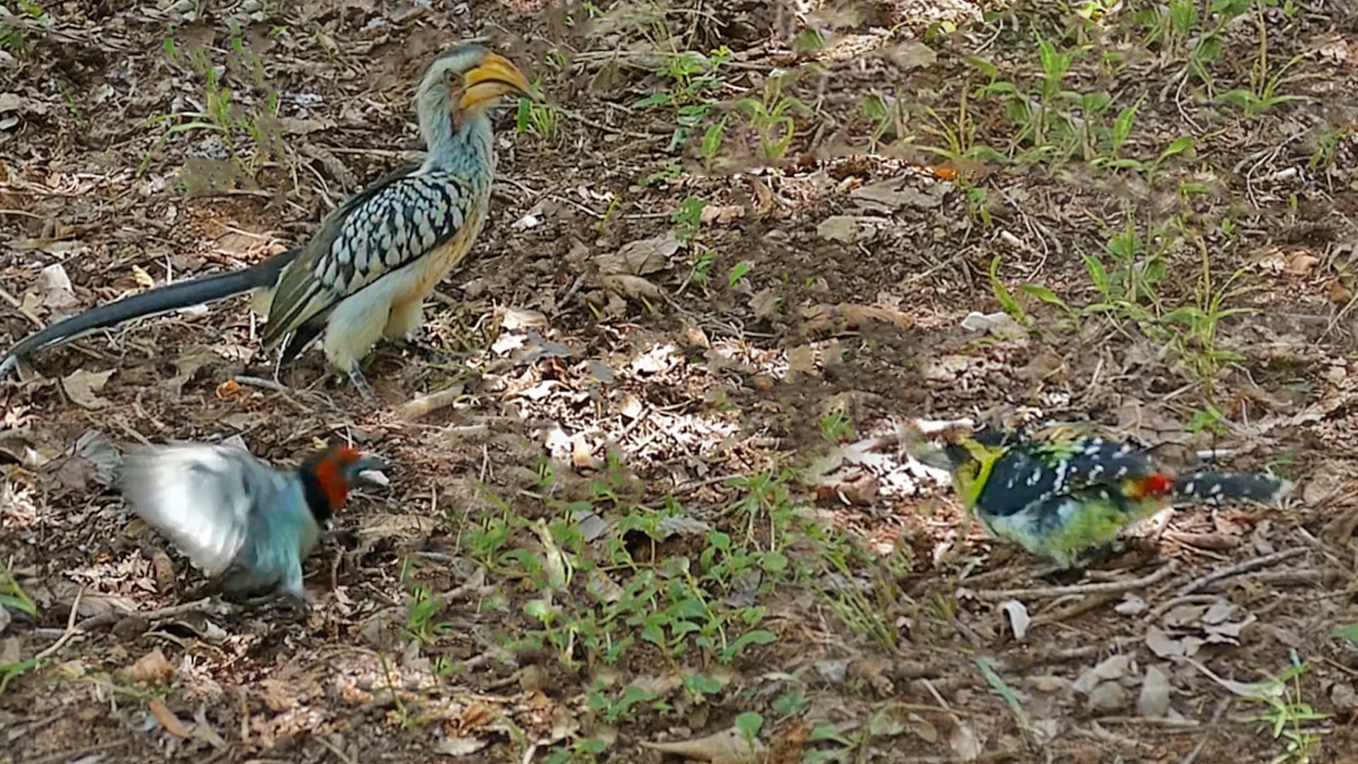 Crested Barbet Fights Off Two Larger Birds
