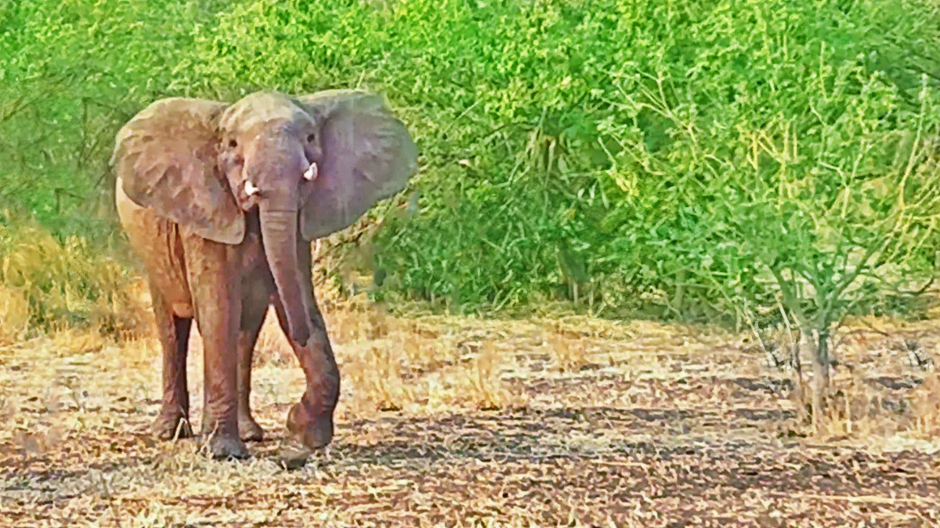 Elephant Mock Charges a Vehicle on Safari