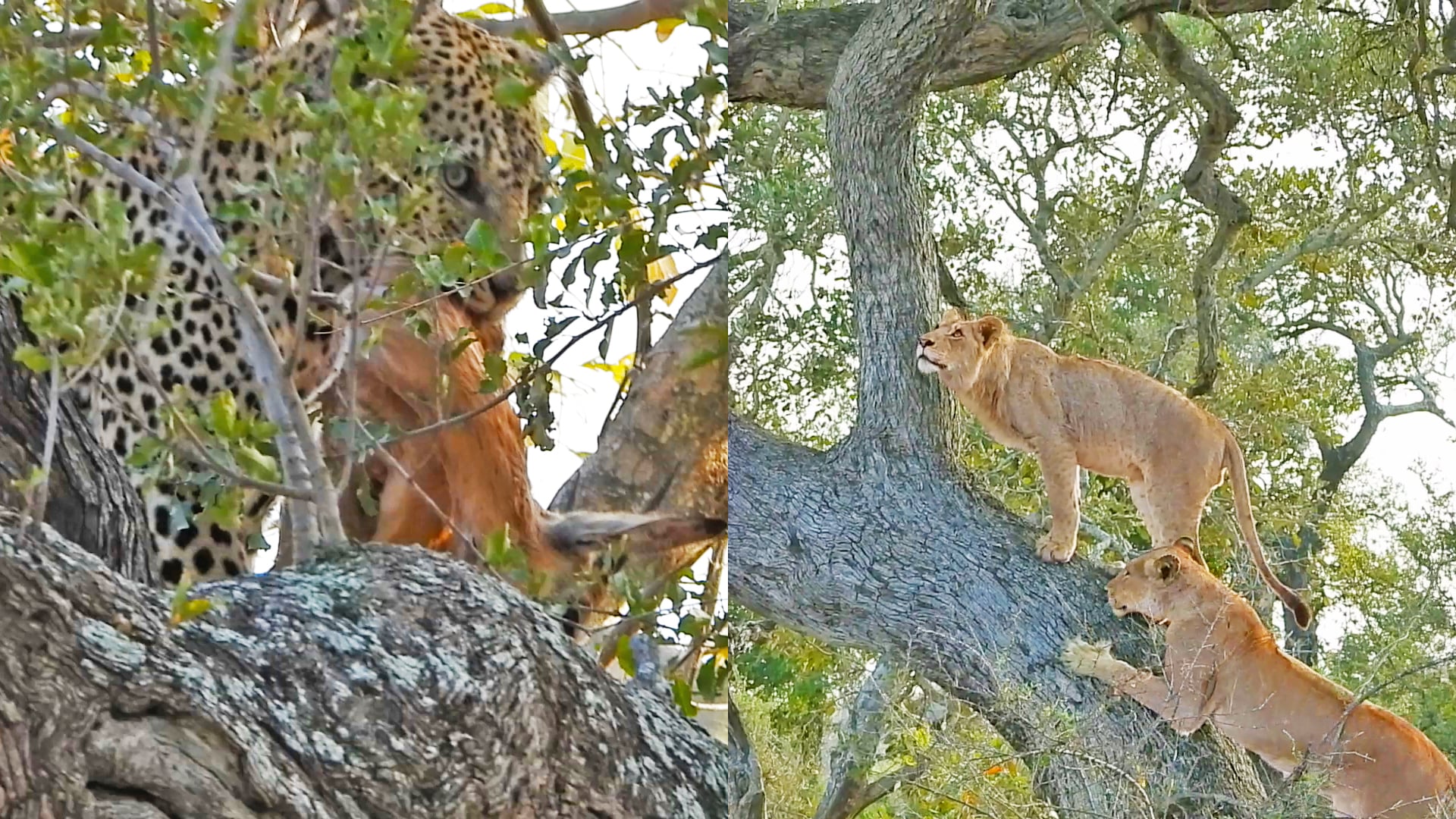 Lions Climb Tree to Steal Fresh Kill From Feeding Leopard