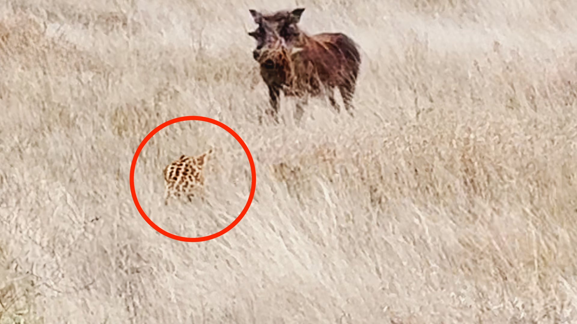 Leopard Hiding In The Grass Tries to Catch 2 Warthogs