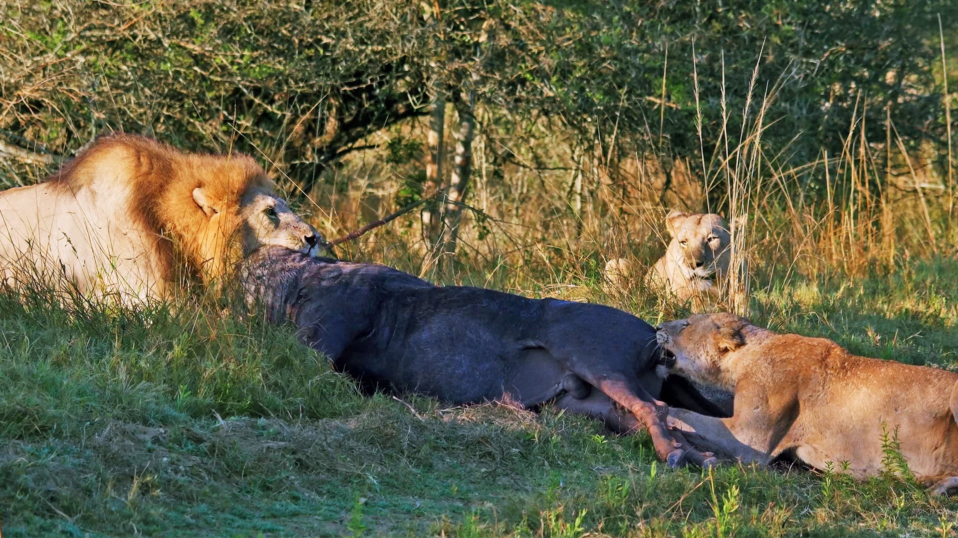 Lion Pride Take Down a Wildebeest and Drag It Across The Road