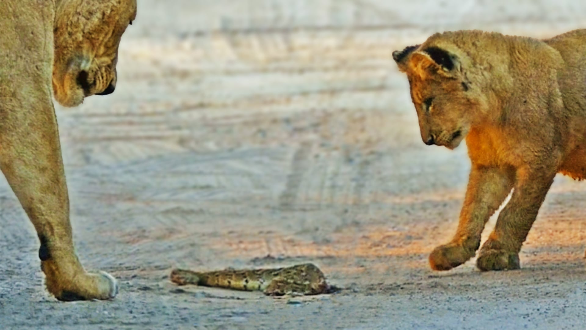 Lion Cubs Play With A Puff Adder In The Road