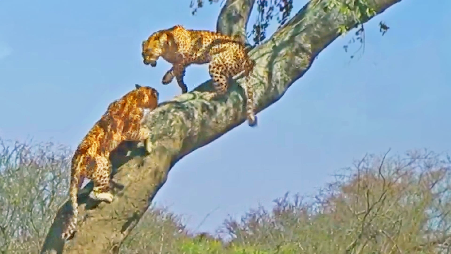 Two Leopards Fall Out Of A Tree During a Fight
