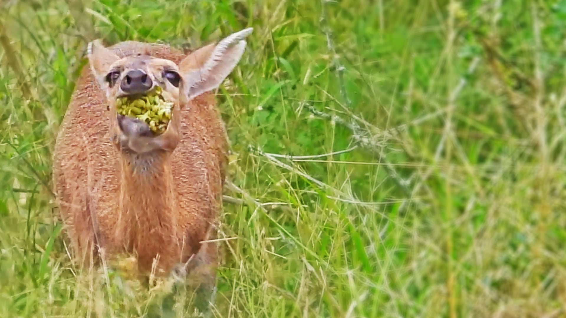 Duiker Can’t Swallow It’s Food