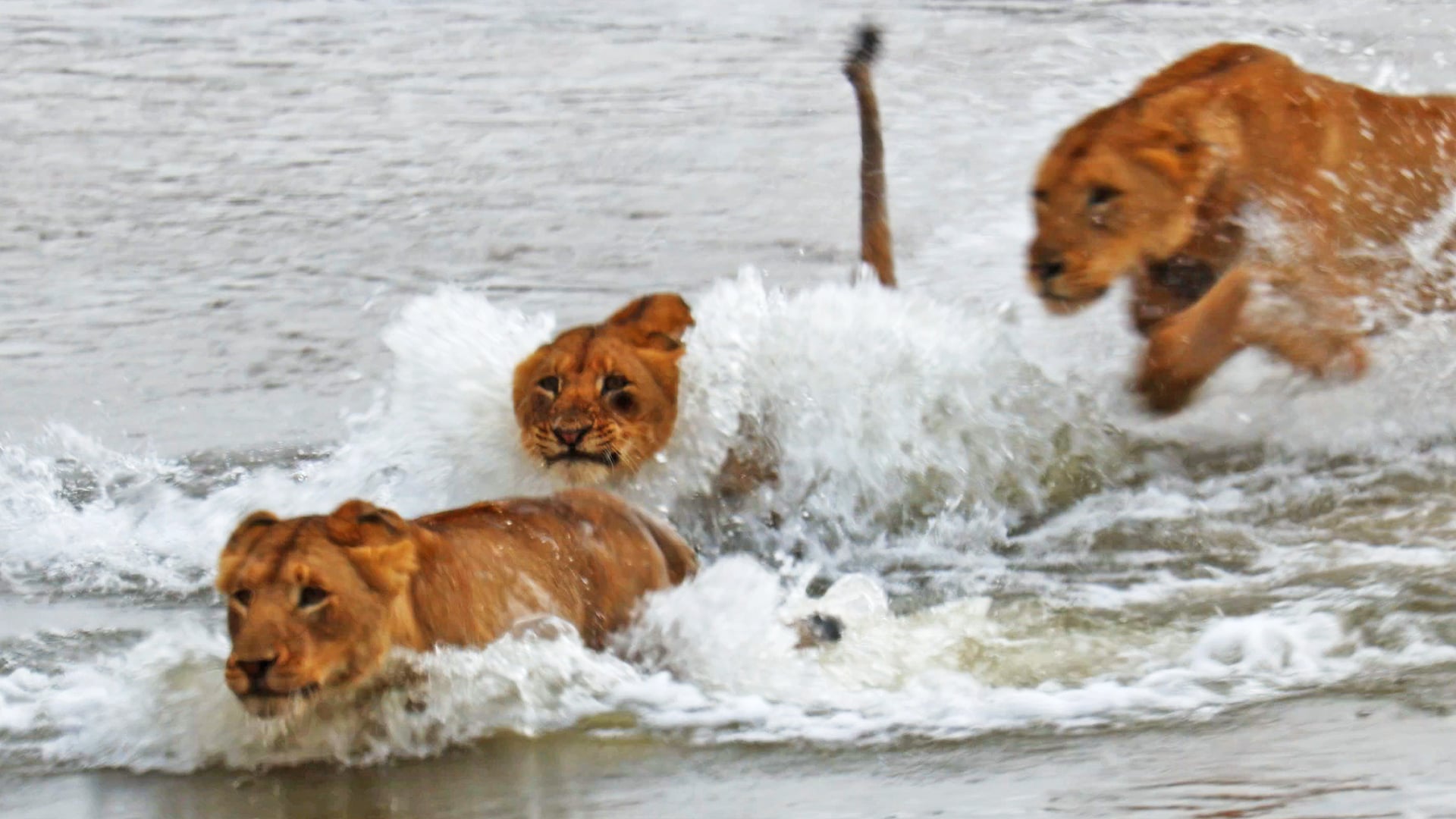 Lions Try To Cross The Sabi River