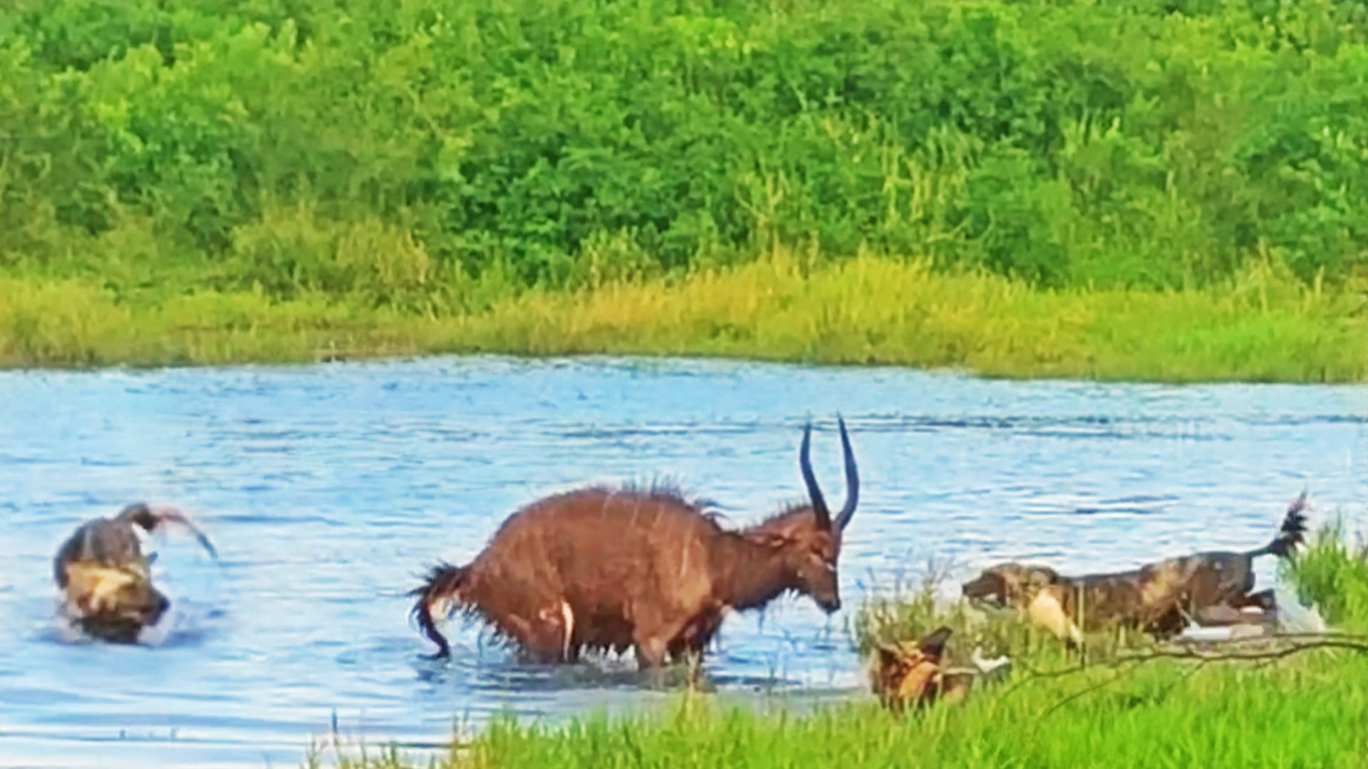 Nyala Uses Watering Hole to Escape Wild Dogs