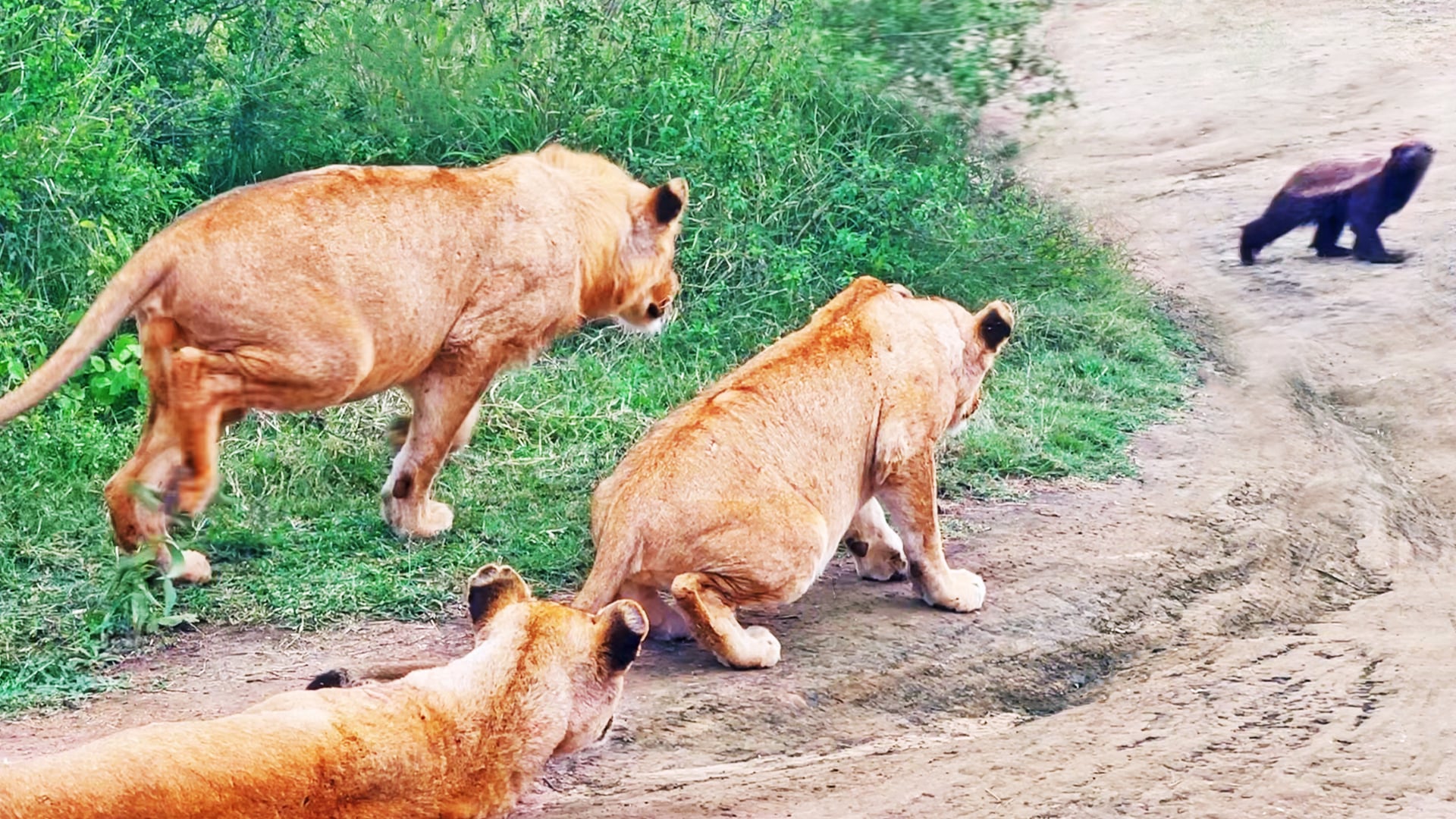 Lions Chase A Honey Badger Off The Road 