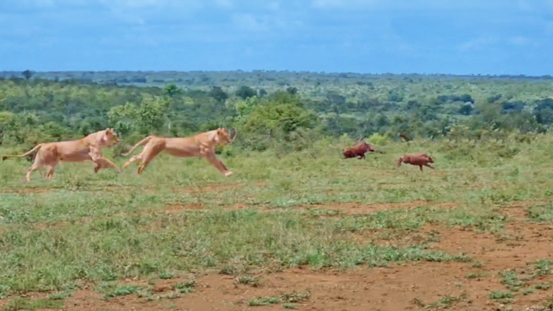 Tiny Warthog Piglet Outruns Lions