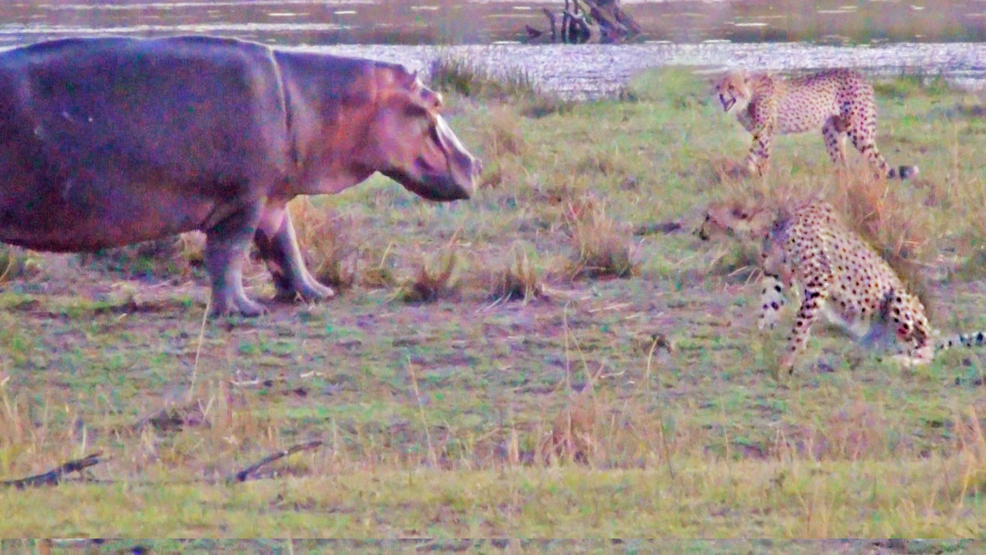 2 Brave Cheetahs Stare Down A Hippo