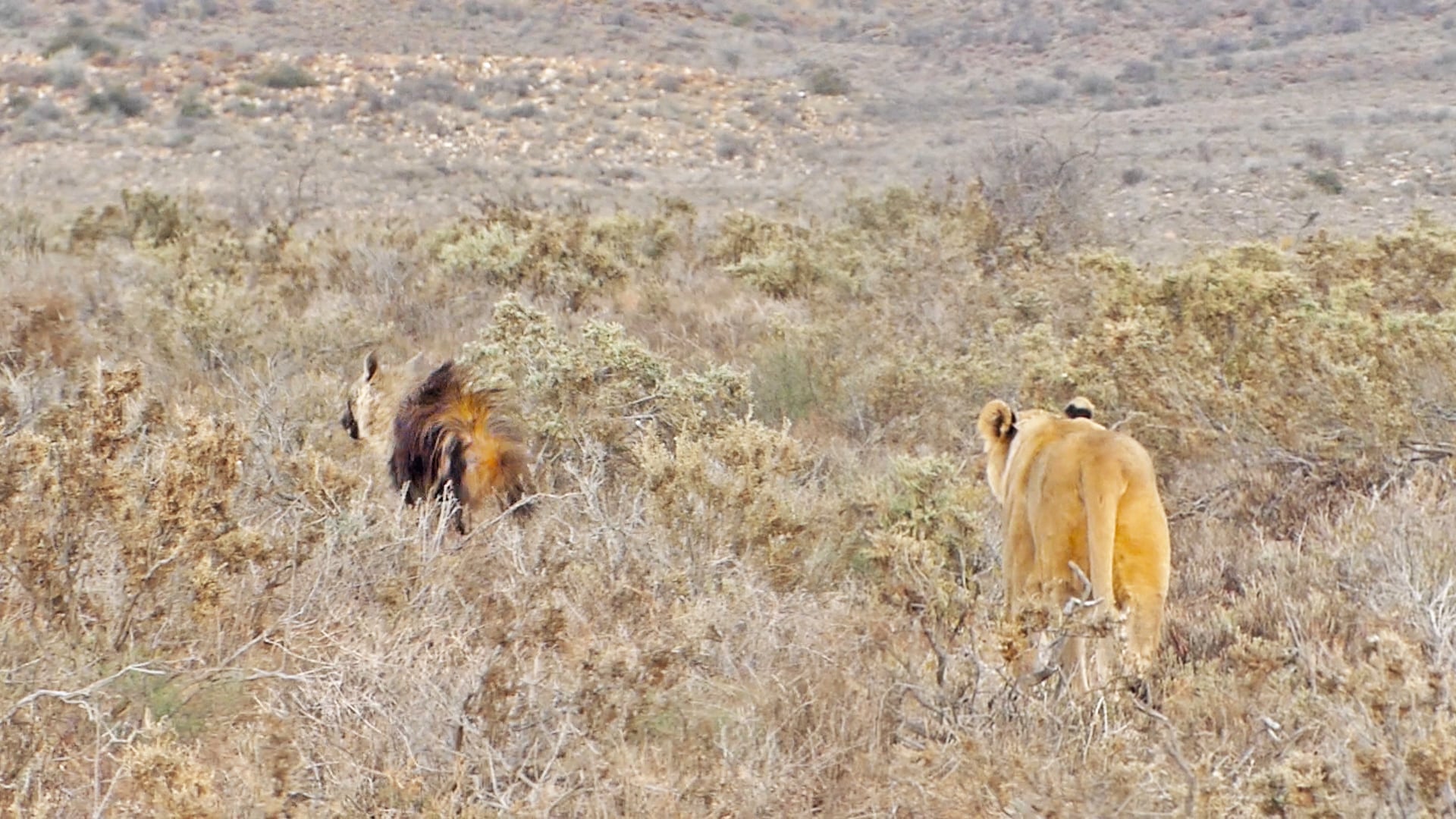 Lioness Sneaks Up On a Frightened Hyena