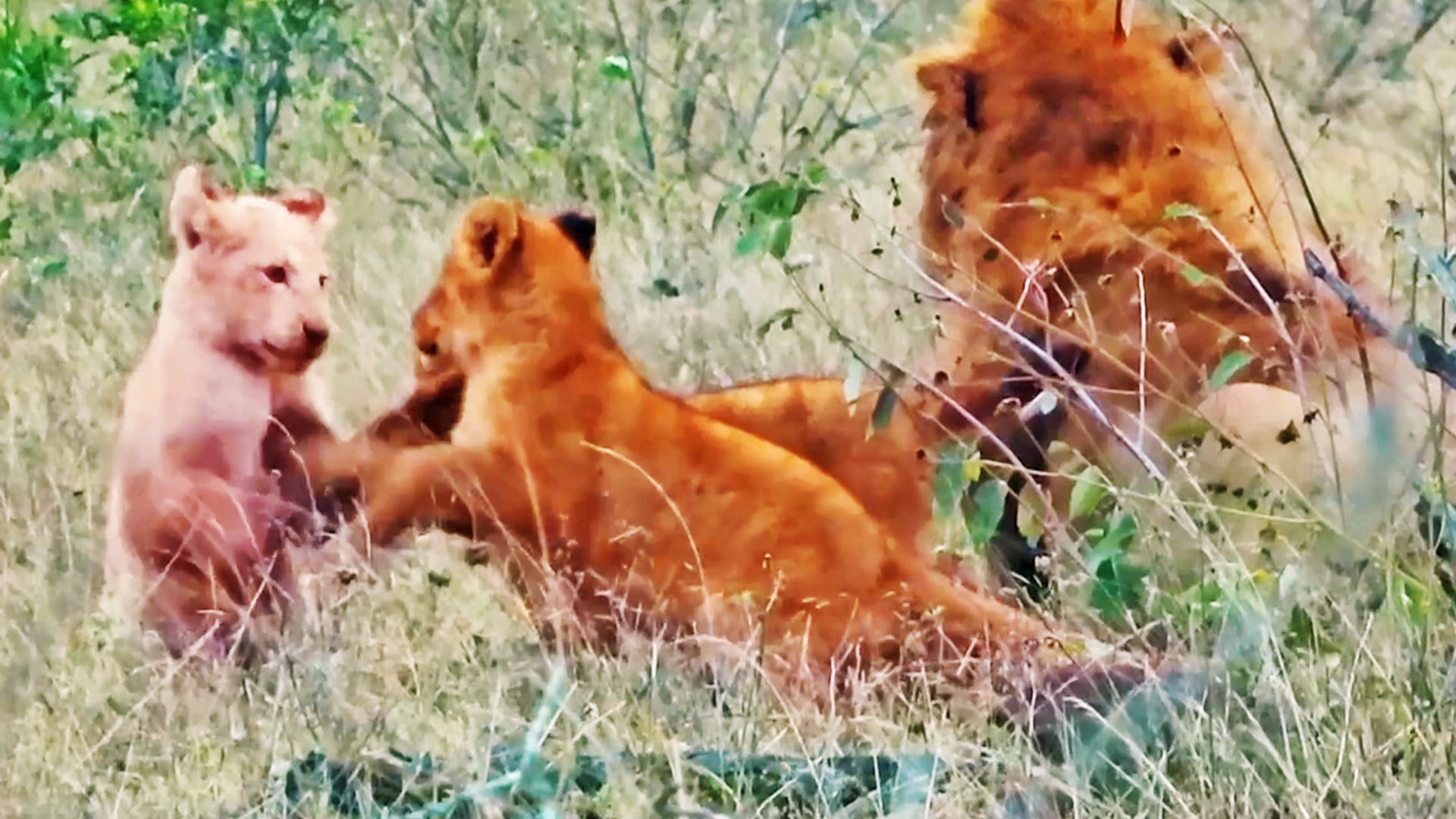 Rare White Lion Cub Strives to Fit in with Family 