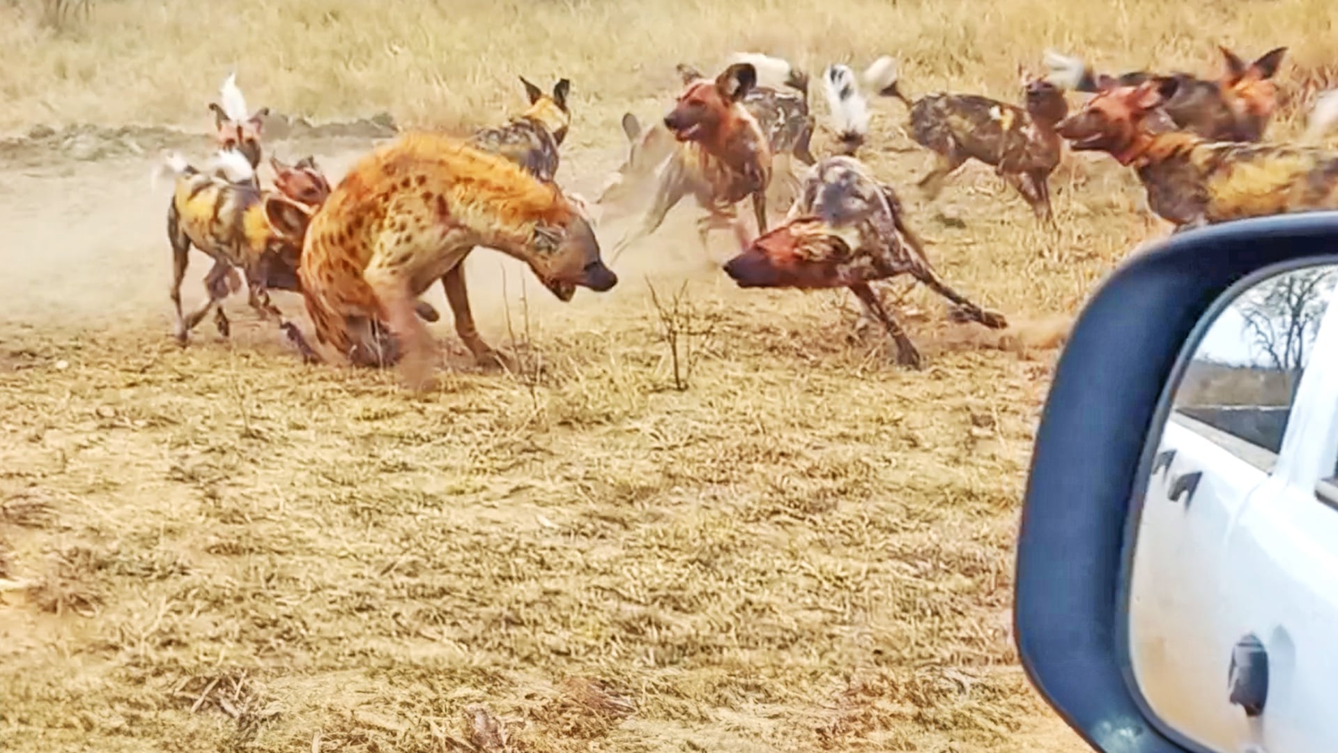 Wild Dogs Surround and Bite Hyena To Protect Their Food