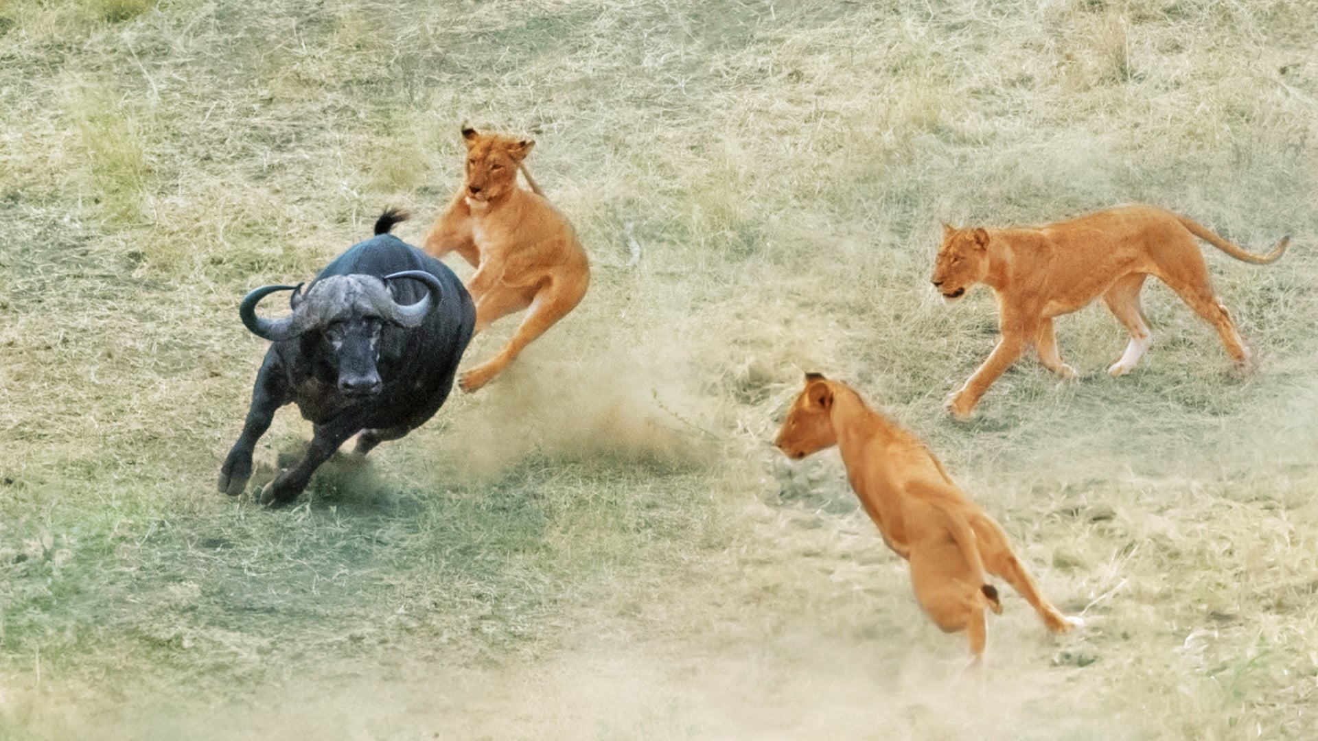 Male Lions Have Fight Next To The Road