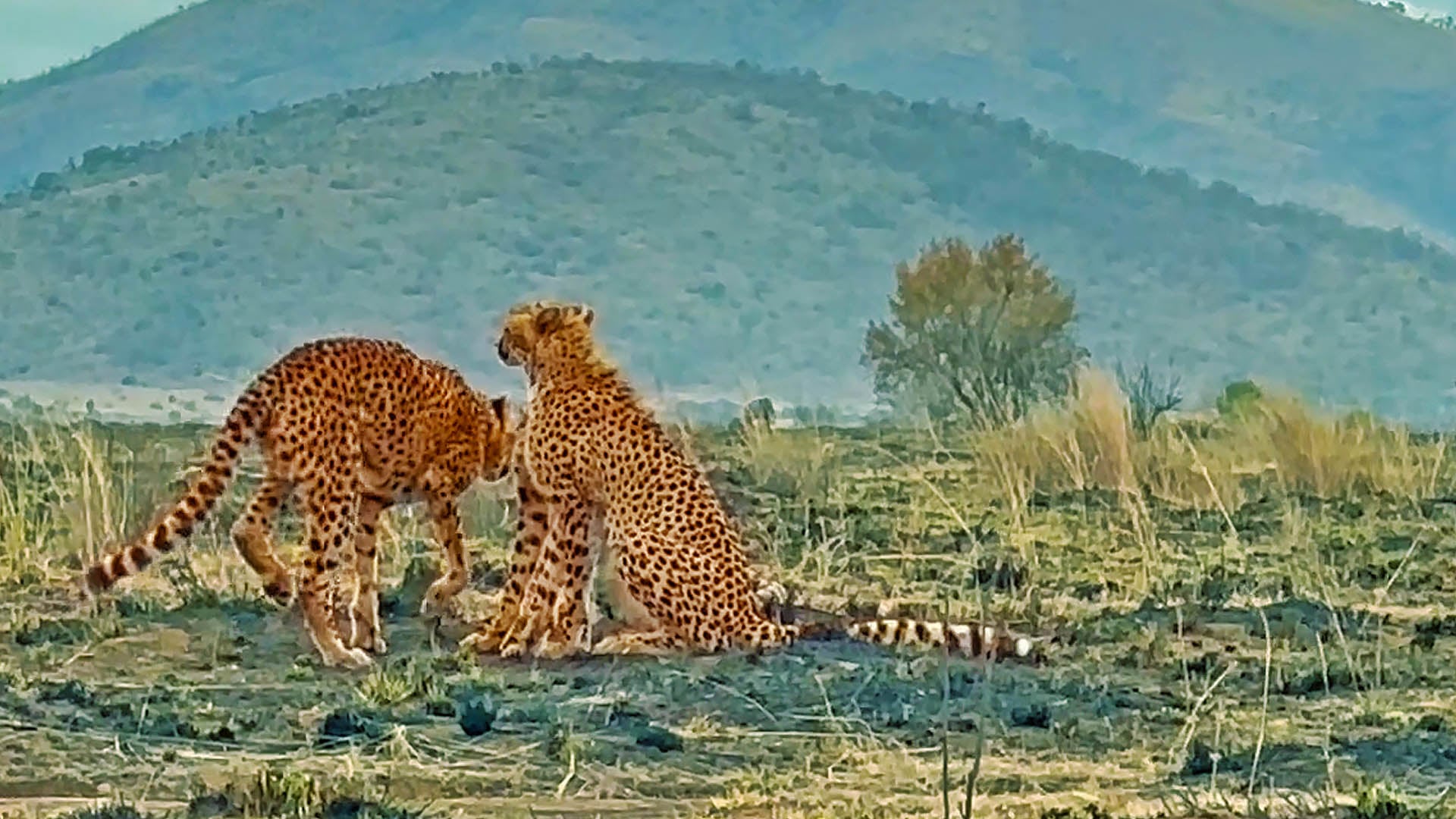 Rain The Cheetah Tries Walking With a Leg Injury