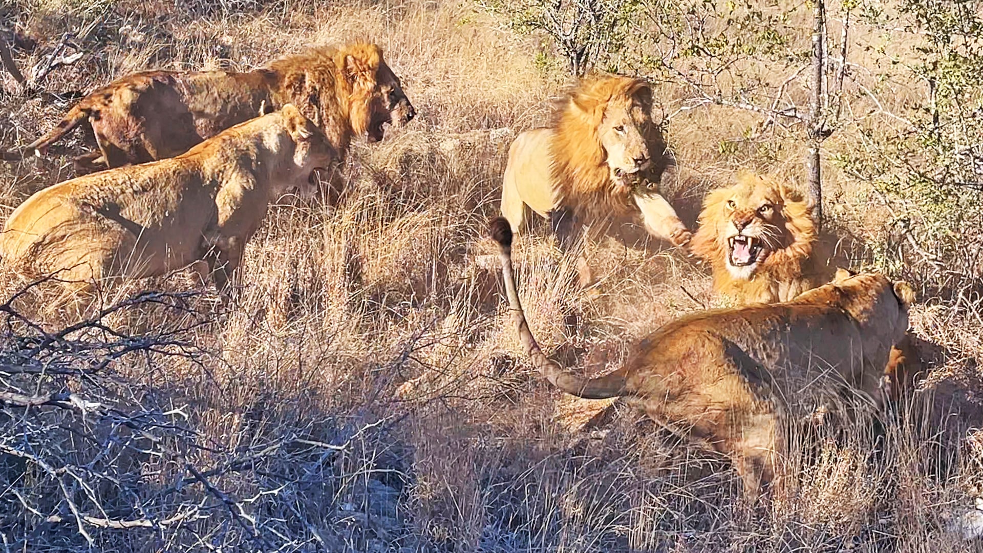 Two Male Lions Fight Over A Buffalo