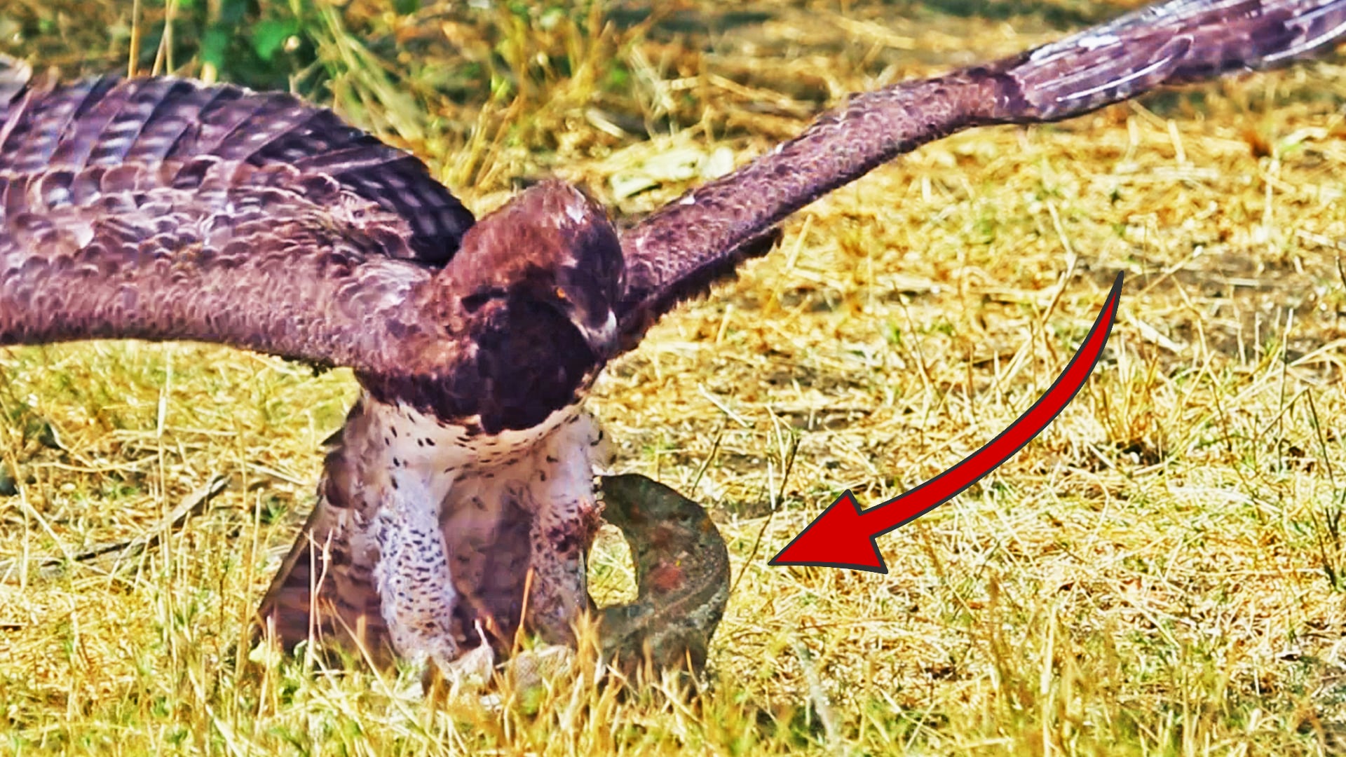 Martial Eagle Pins Down A Lizard