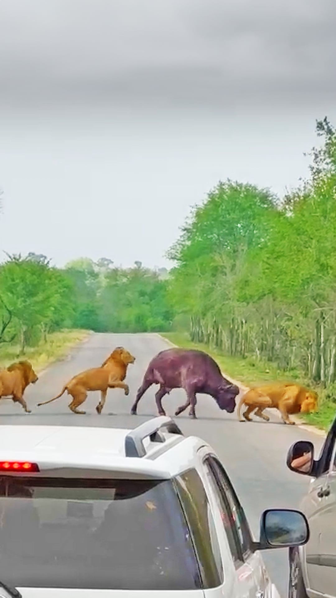 Three Male Lions Wrestle A Buffalo In The Road