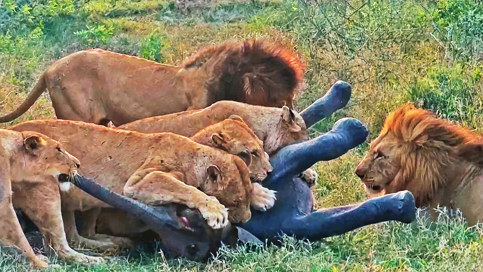 Lions Target Abandoned Baby Elephant