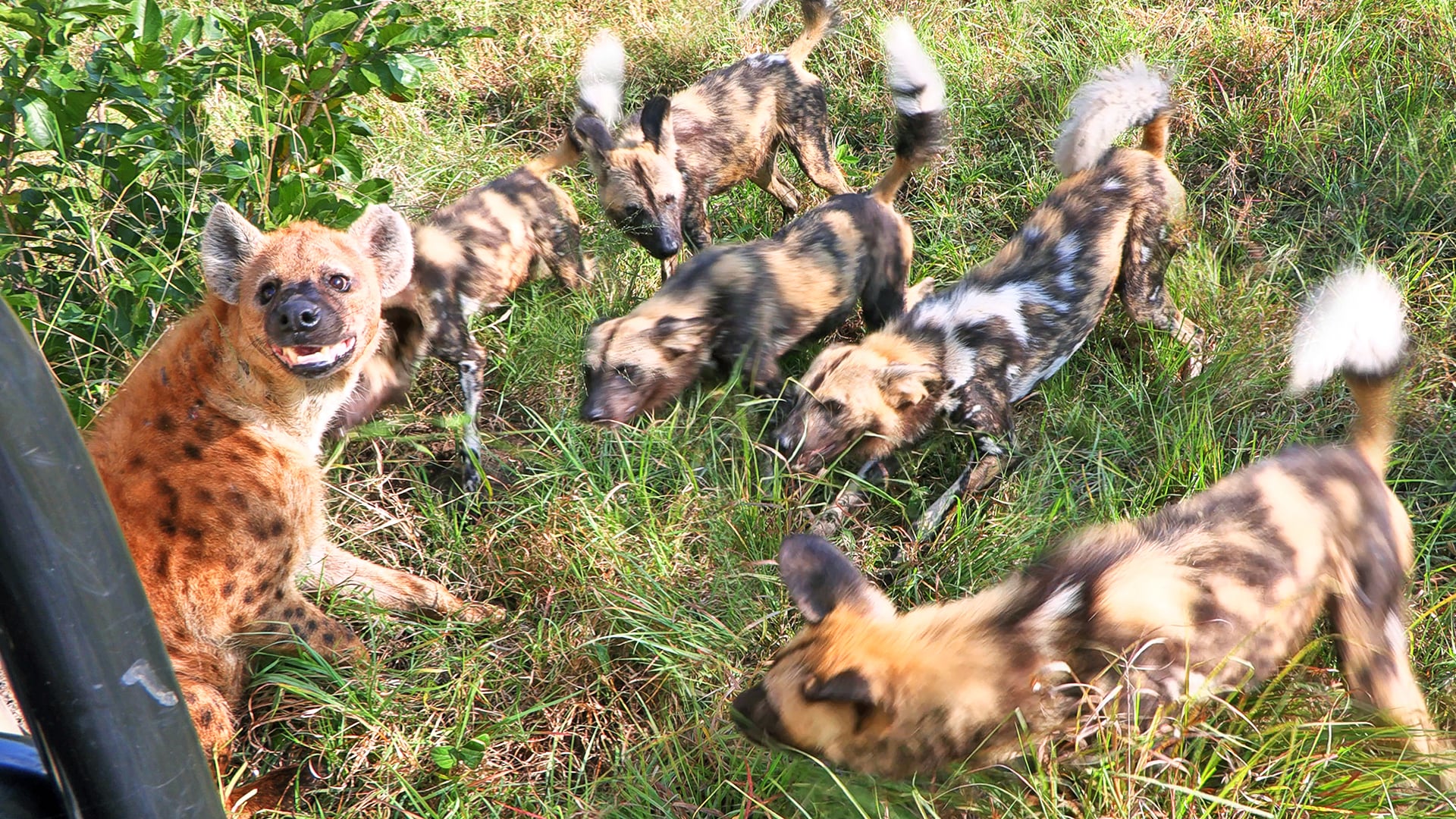 Hyena Uses A Safari Vehicle To Fend Off Wild Dogs
