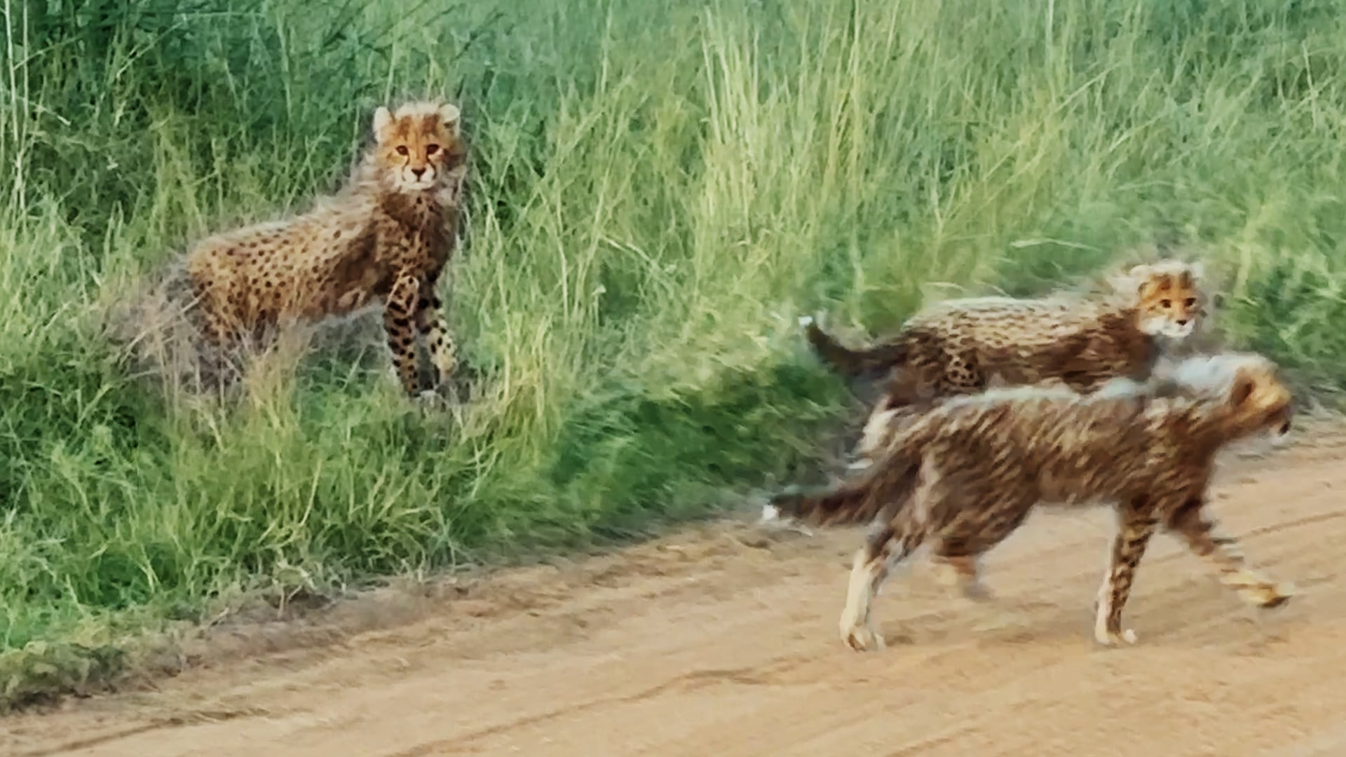 Cheetah Mom Moves Her Cubs