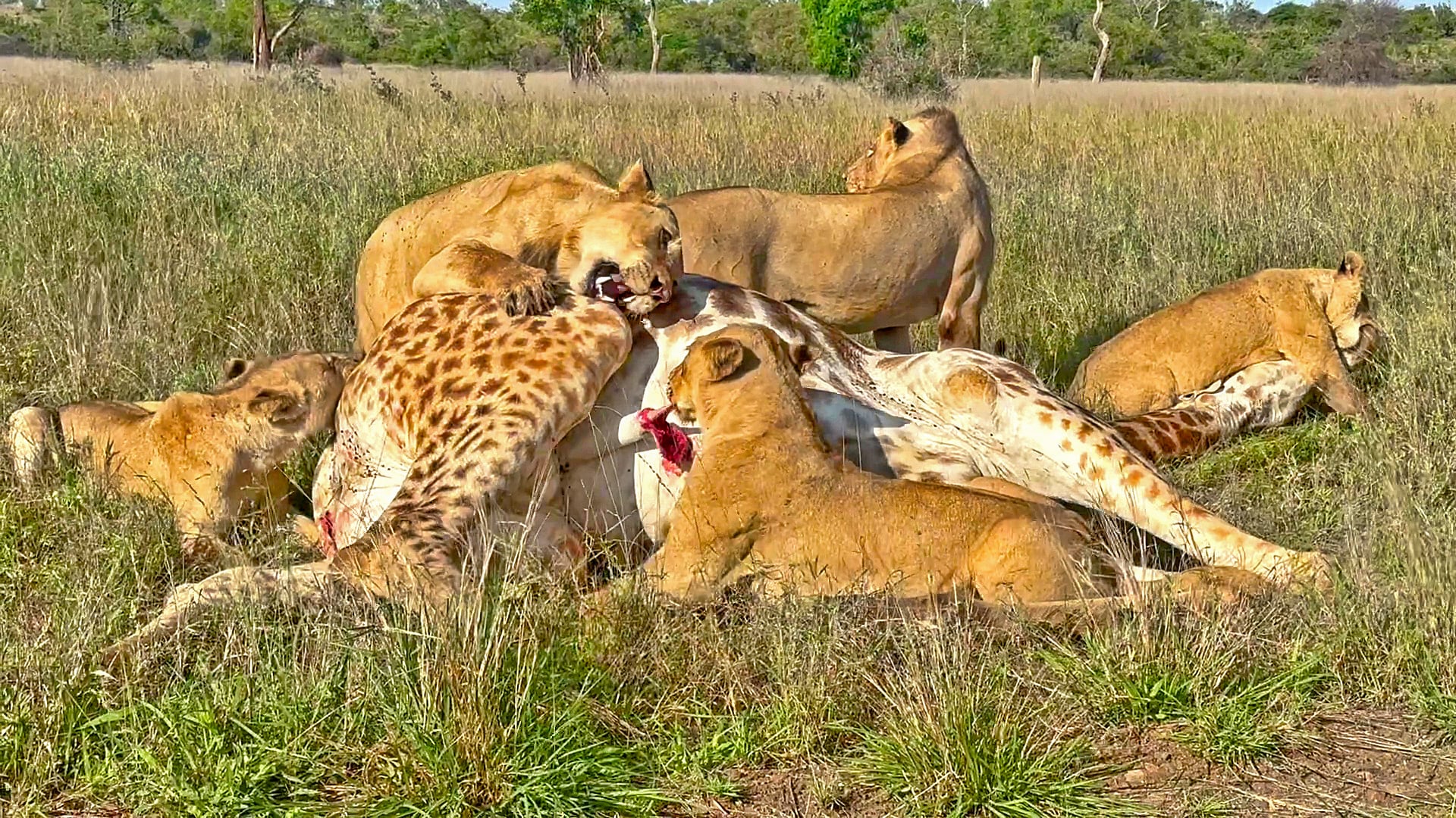 Lion Pride Devours A Giraffe On The Roadside 