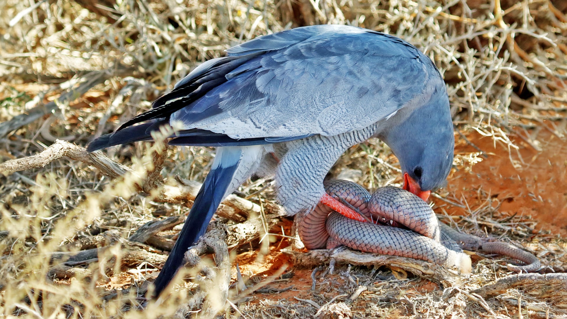 Hawk Eats A Living Snake