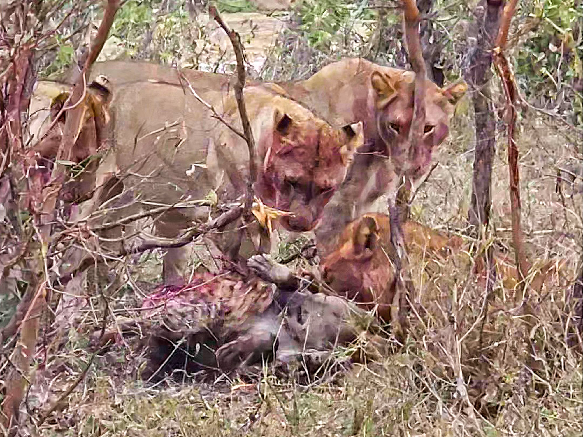 Hyena Escapes After Being Caught By A Lion Pride