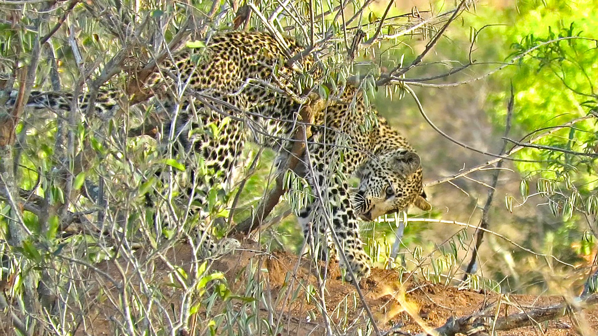 Leopard Cub Drags A Rock Across A Termite Mound