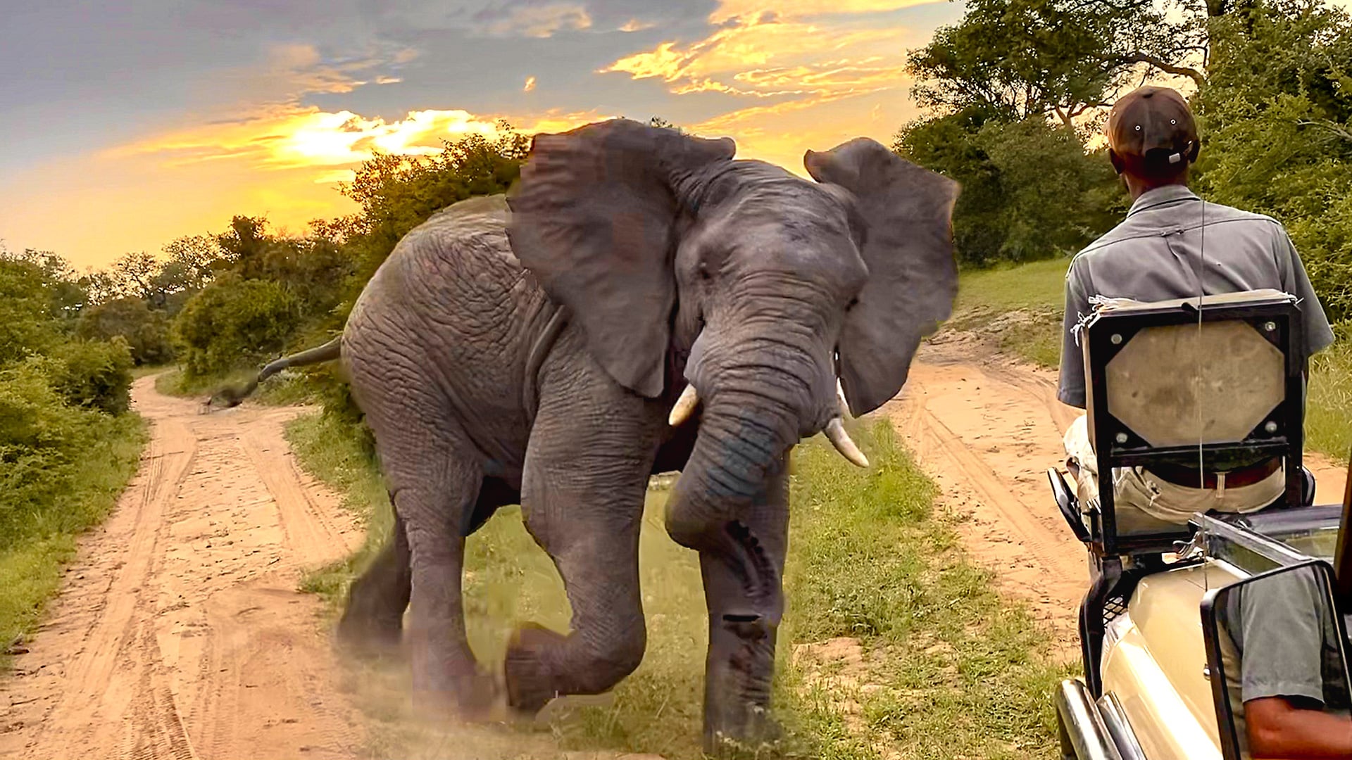 Elephant Charges At Guide